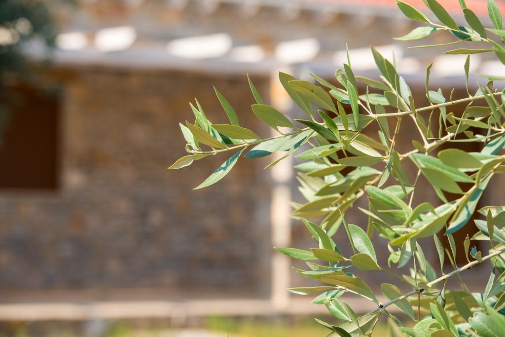 Olive Land Villas Limenária Rom bilde